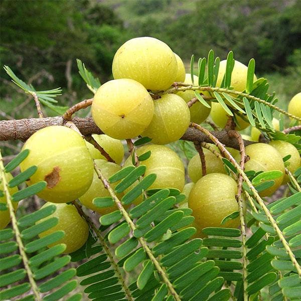 Amla botanical