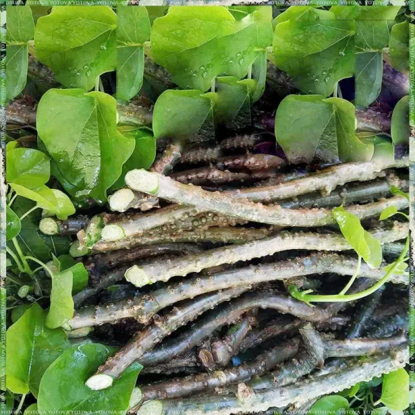 Giloy botanical