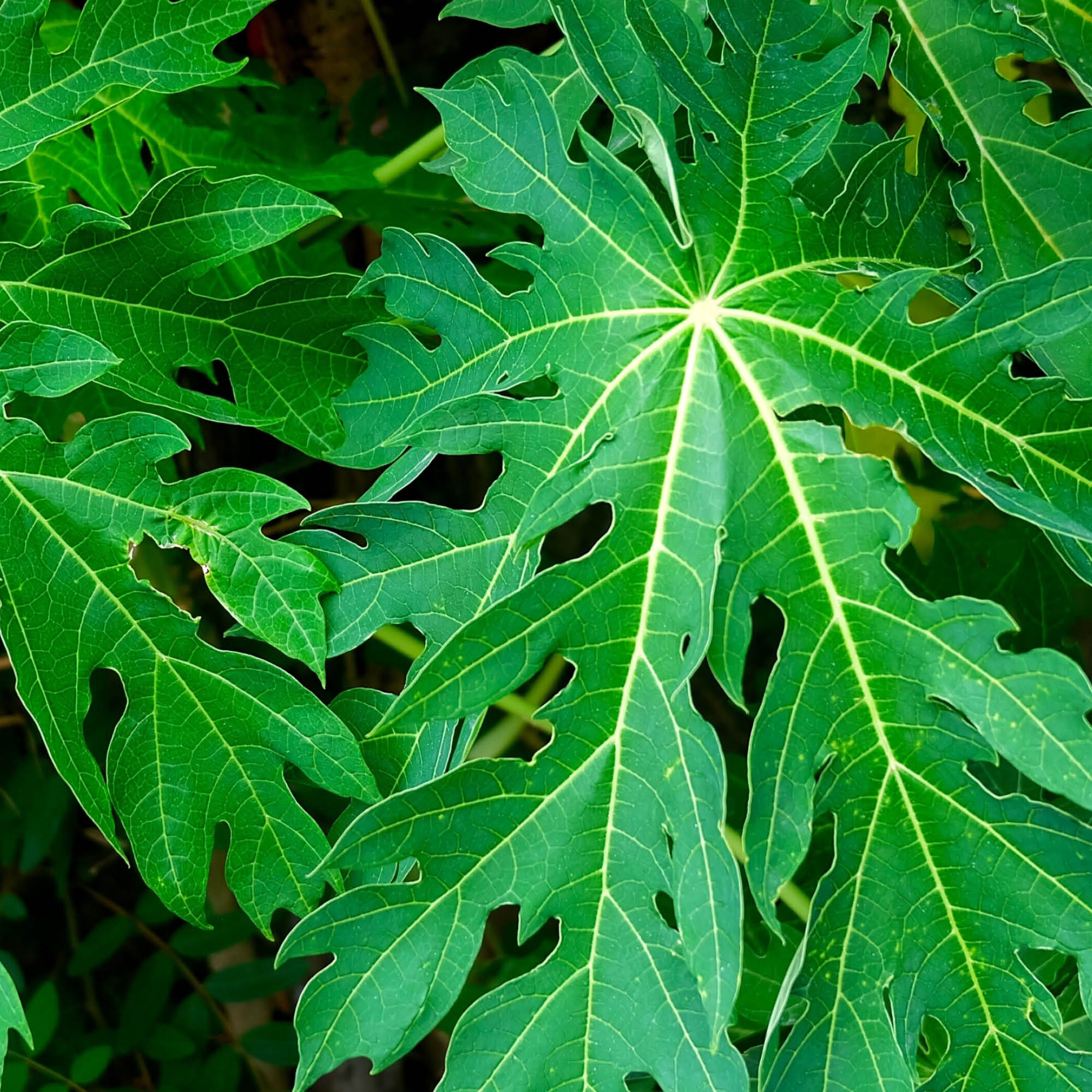 Papaya leaf