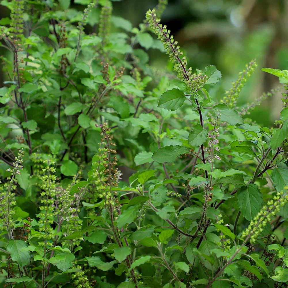 Tulsi botanical